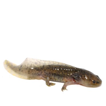 Axolotl
